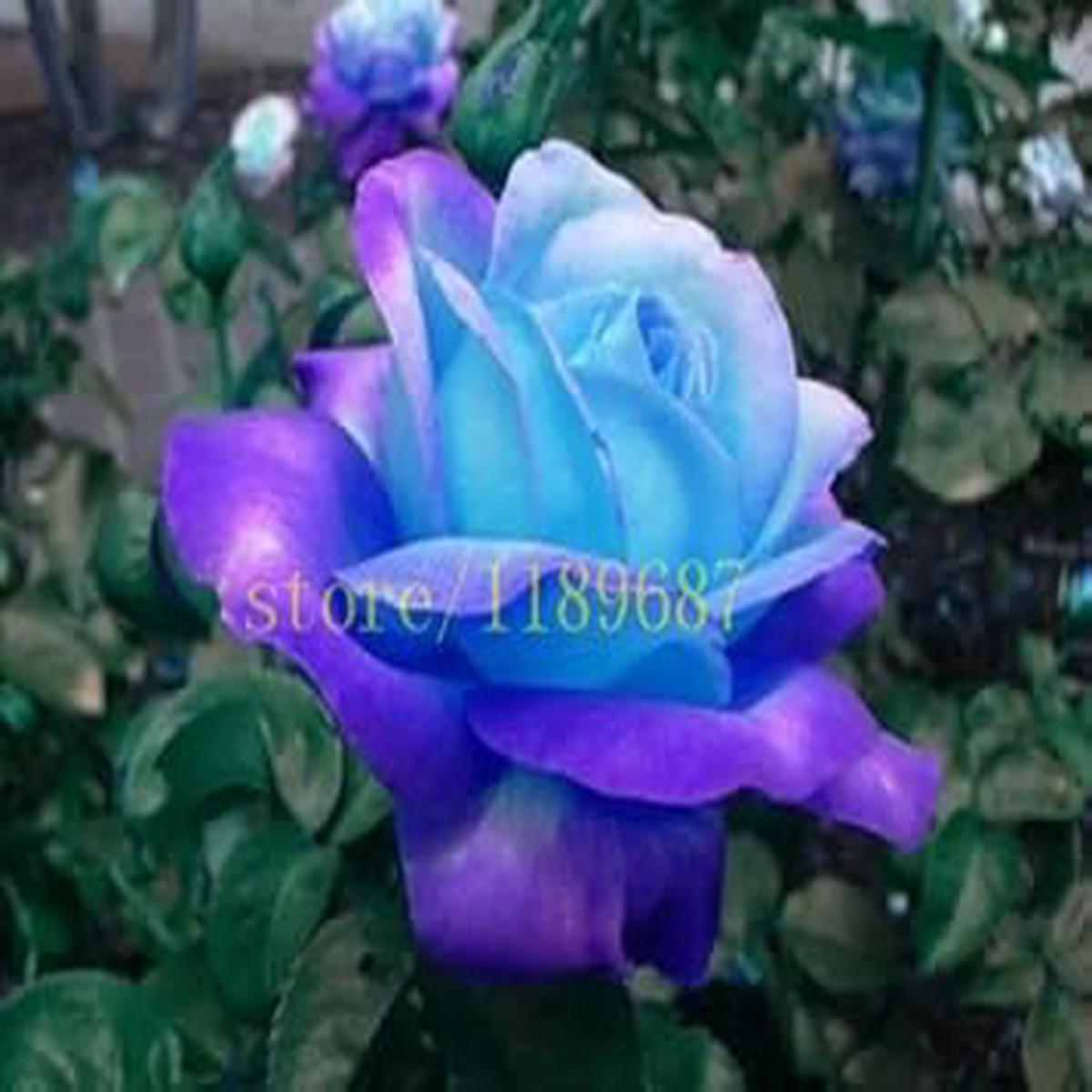 Blue Rose Flower seeds for Planting - Garden Favorite, Heirloom & GMO Free Seeds for Home Garden