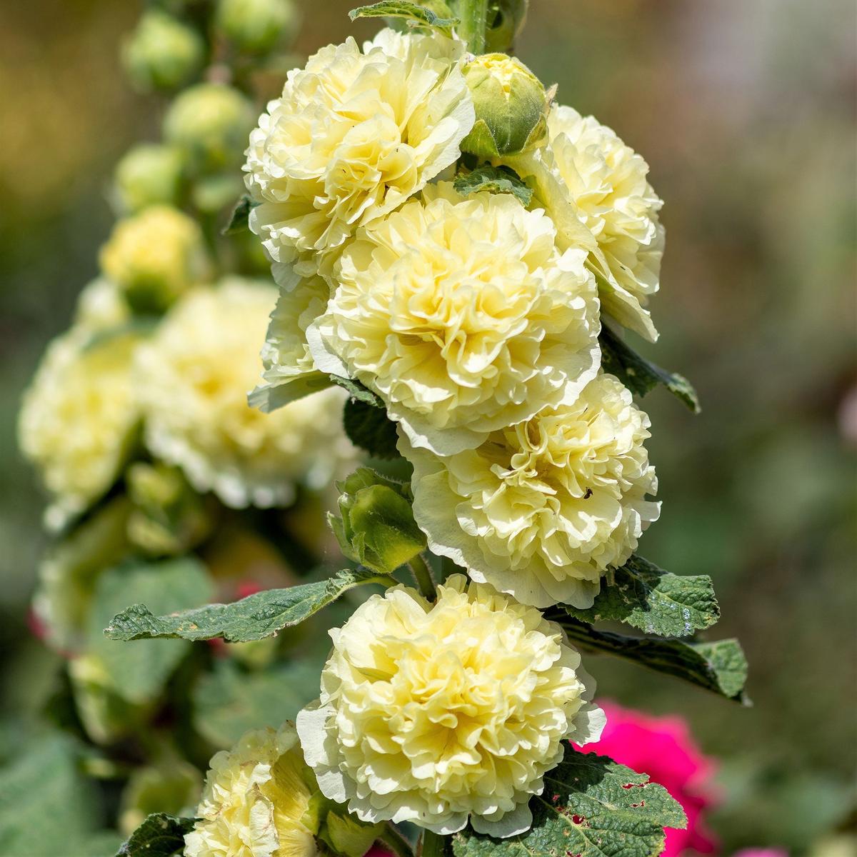 Bulk Hollyhock Seeds - Majorette Double Yellow