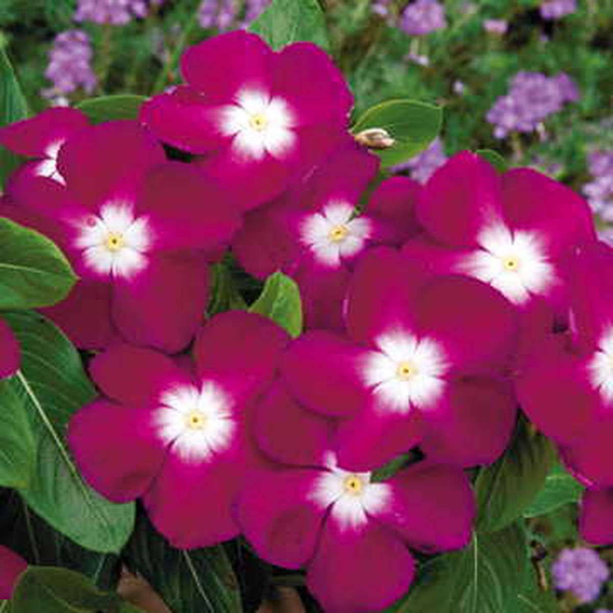Burgundy Halo Vinca Flower Seeds | Pacifica Deep Burgundy Periwinkle Heirloom, Non-GMO, High Germination Organic Garden Seeds