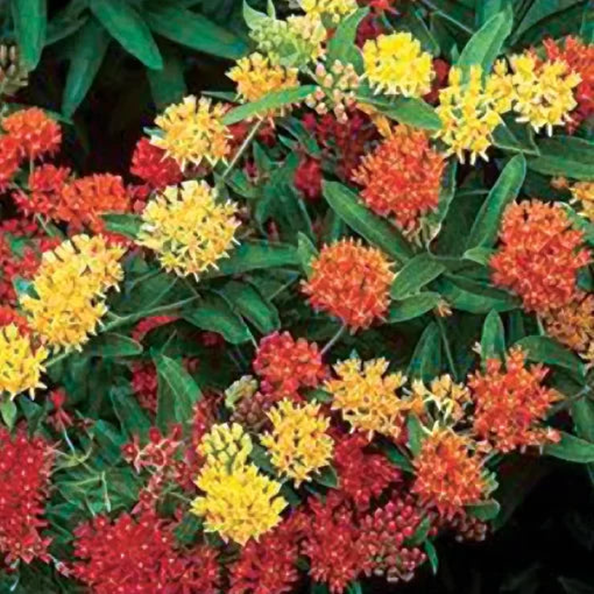 Butterfly Weed Seeds Mix | Monarch Attracting Milkweed Flower Seeds  Heirloom, Non-GMO, High Germination Organic Garden Seeds