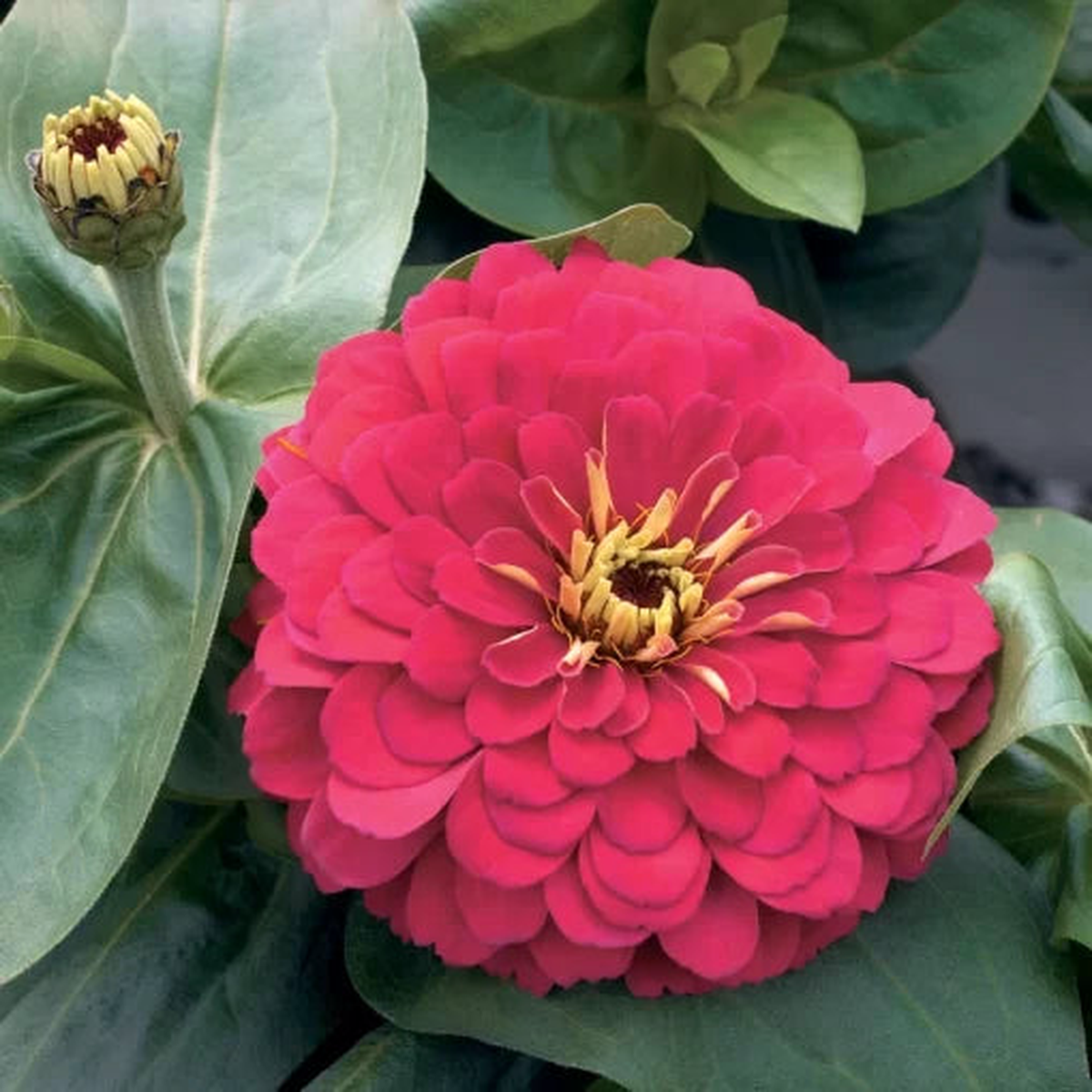 Cherry Zinnia Seeds | Magellan Series Large Bloom Zinnias  Heirloom, Non-GMO, High Germination Organic Garden Seeds