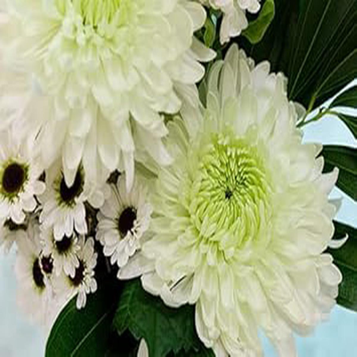 Chrysanthemum Flower Seeds Green White Flower seeds for Planting - Drought Tolerant, Heirloom & GMO Free Seeds for Home Garden