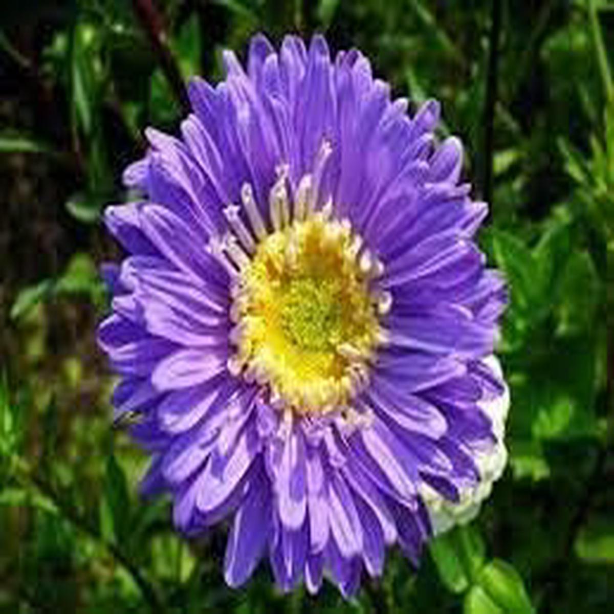 Chrysanthemum Yellow Purple Flower Seeds for Planting | Heirloom Non-GMO Organic Garden Seeds, High Germination
