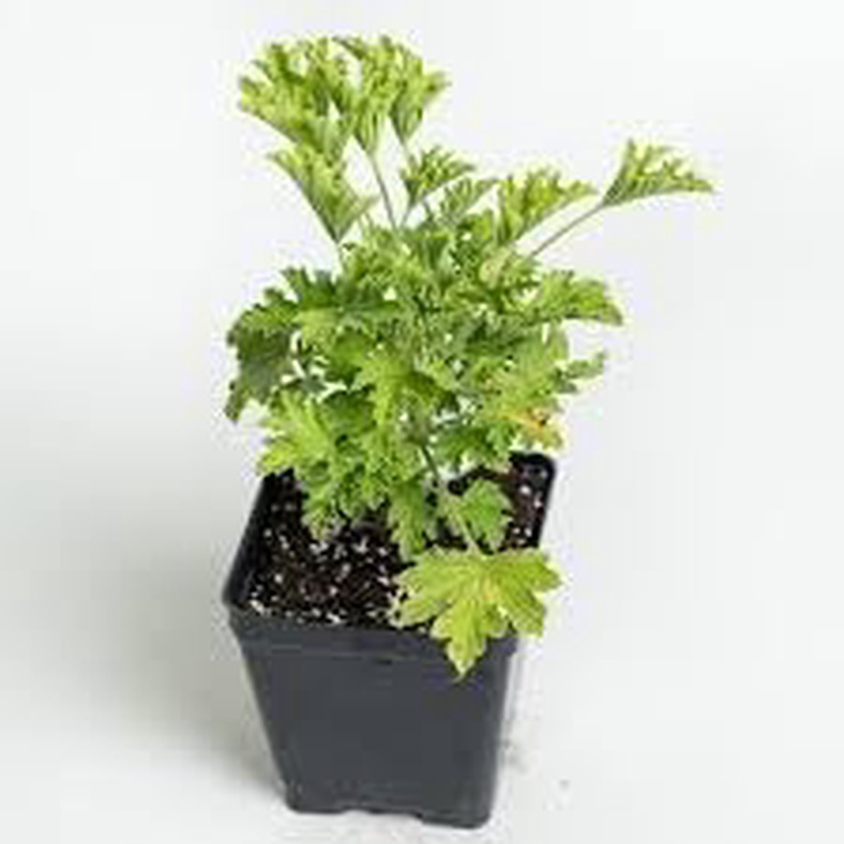 Citronella Plant Seeds for Planting Heirloom & Non-GMO Garden Seeds