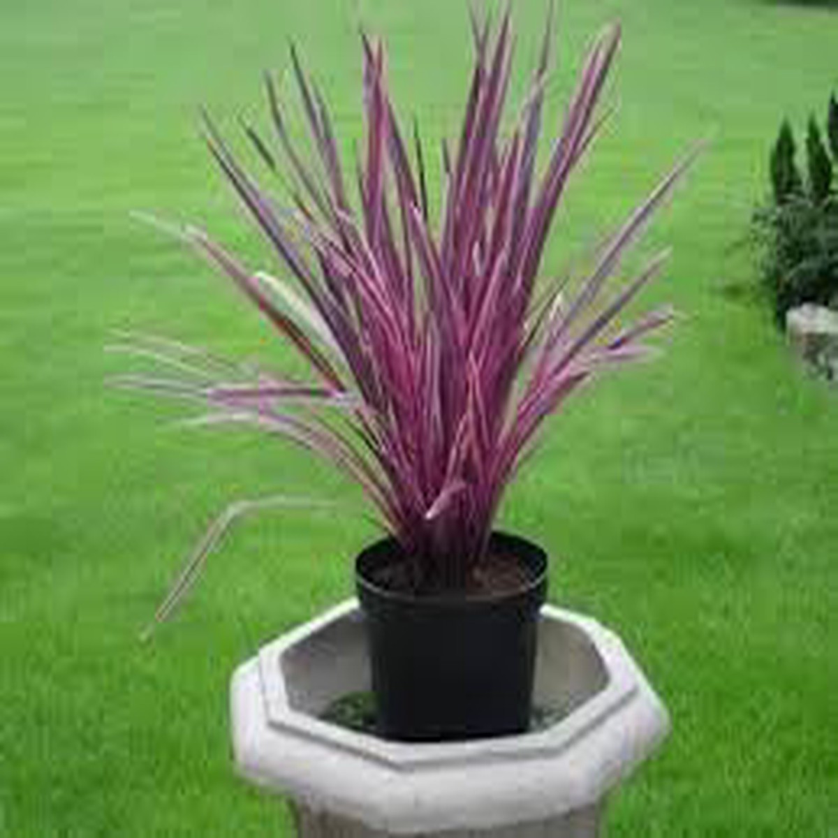 Cordyline Flower seeds for Planting Low Maintenance Heirloom & GMO Free Seeds for Home Garden