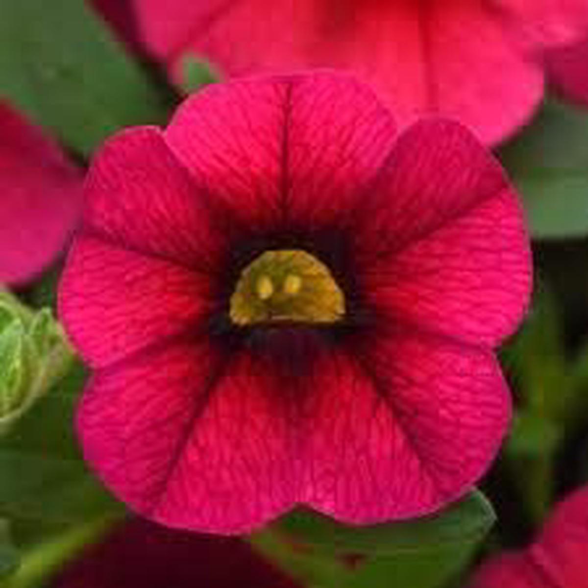 Deep Pink Calibrachoa Flower Seeds for Planting  Heirloom & Non-GMO Seeds, High Germination, Organic Garden