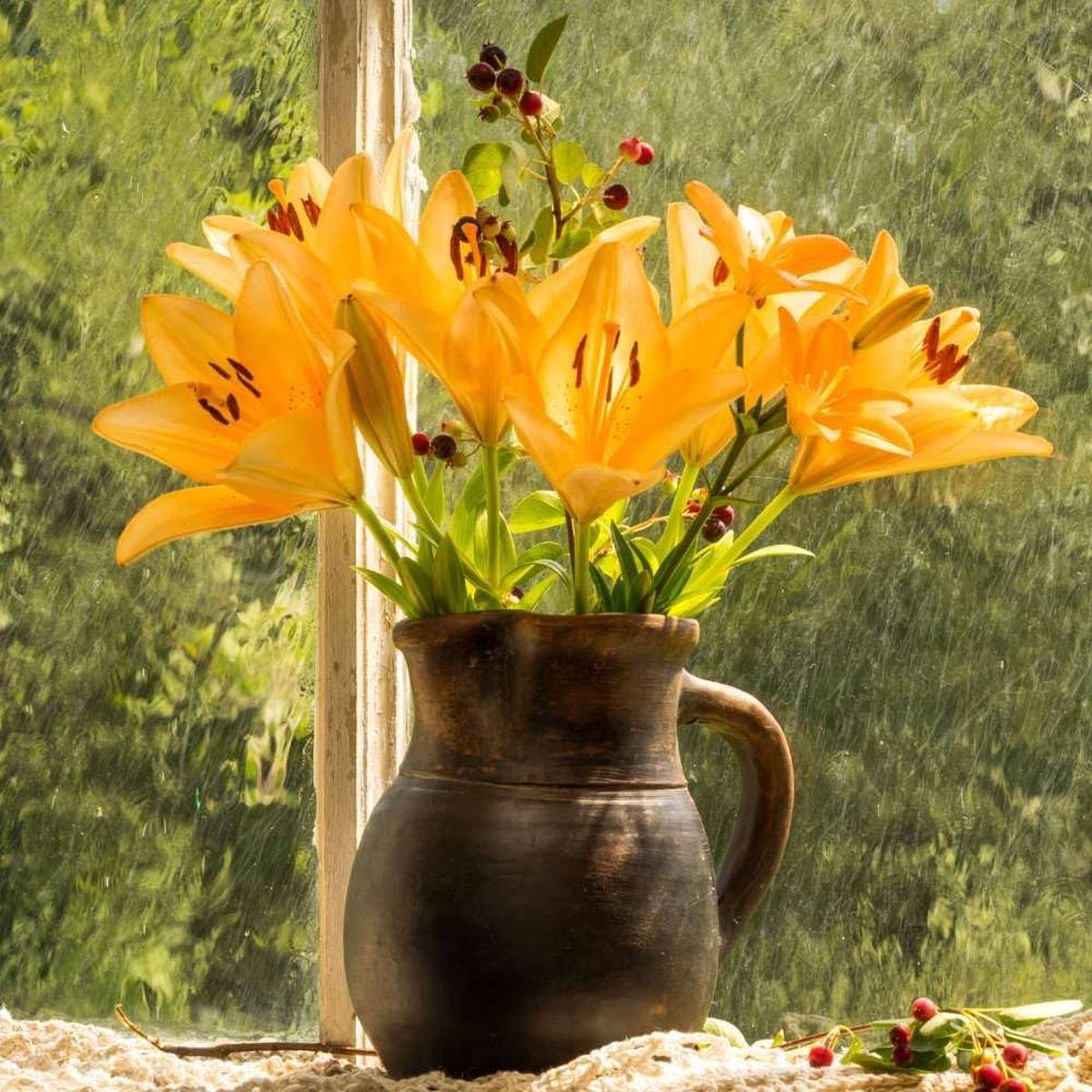 Double Lily Lilium Spp Bulbs Planting In Garden Flower Seeds Home Garden Planting, Colorful