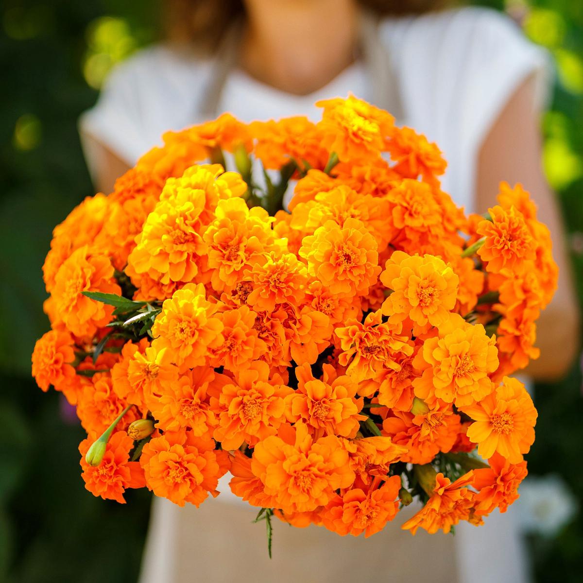 French Marigold Seeds (Double) - Tangerine