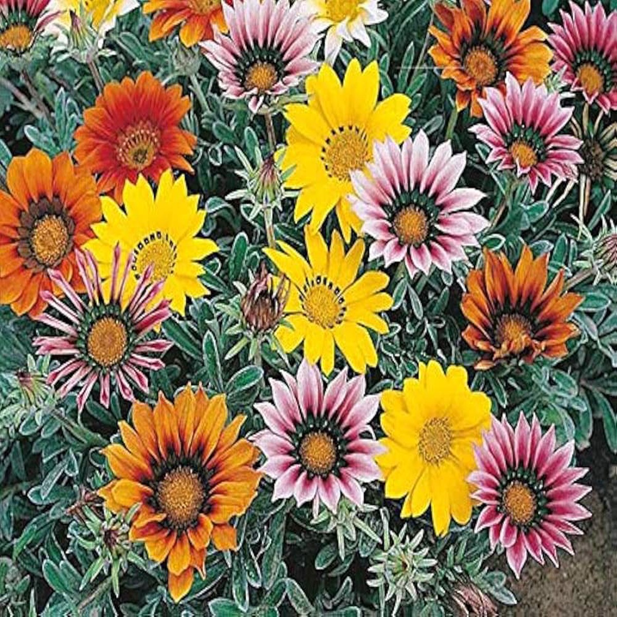 Gazania Gazania Rigens Flower For Planting In Home Garden Beds Drought Tolerant Backyard Spaces