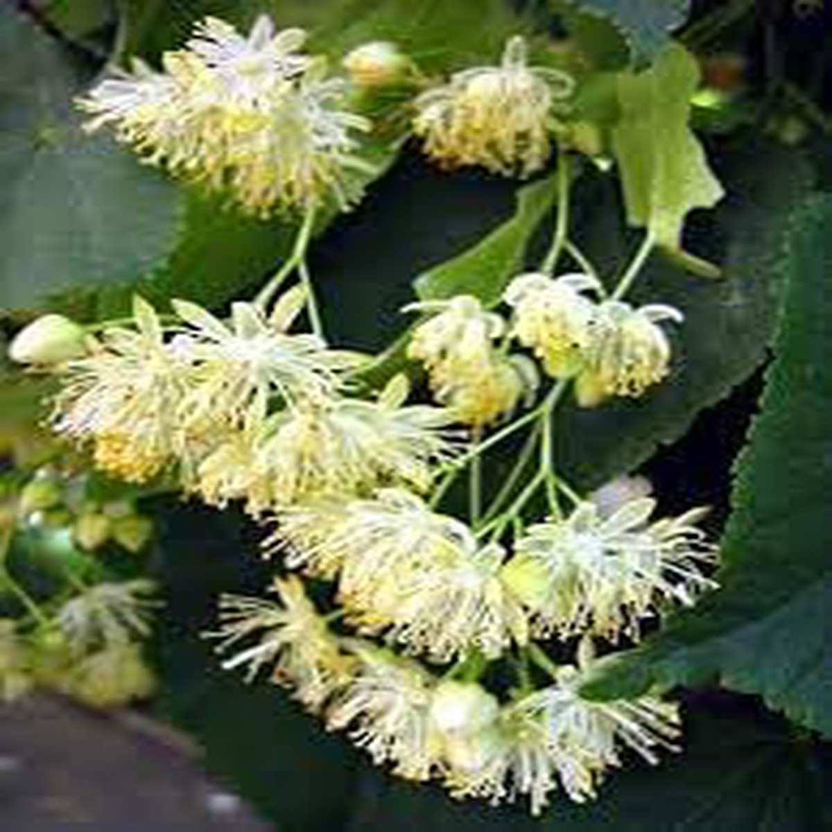 Genipap Littleleaf Flower For Planting Flower Seeds for Home Garden Planting, Landscape Organic