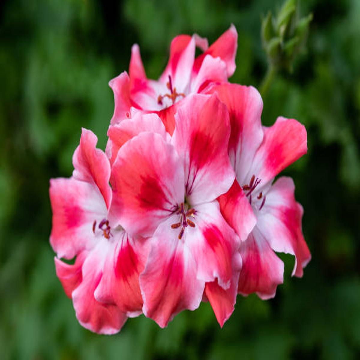 Geranium Pelargonium Zonale Flower For Planting In Indoor Pots Or Backyard Containers Flower Seeds