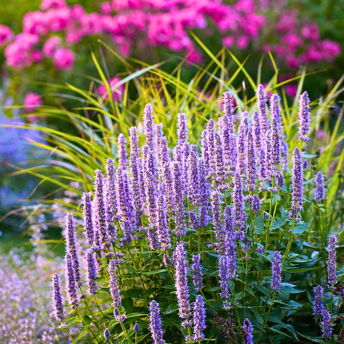 Giant Anise Hyssop Flower Seeds Heirloom, Non-GMO Herb Seeds for Pollinator-Friendly Planting