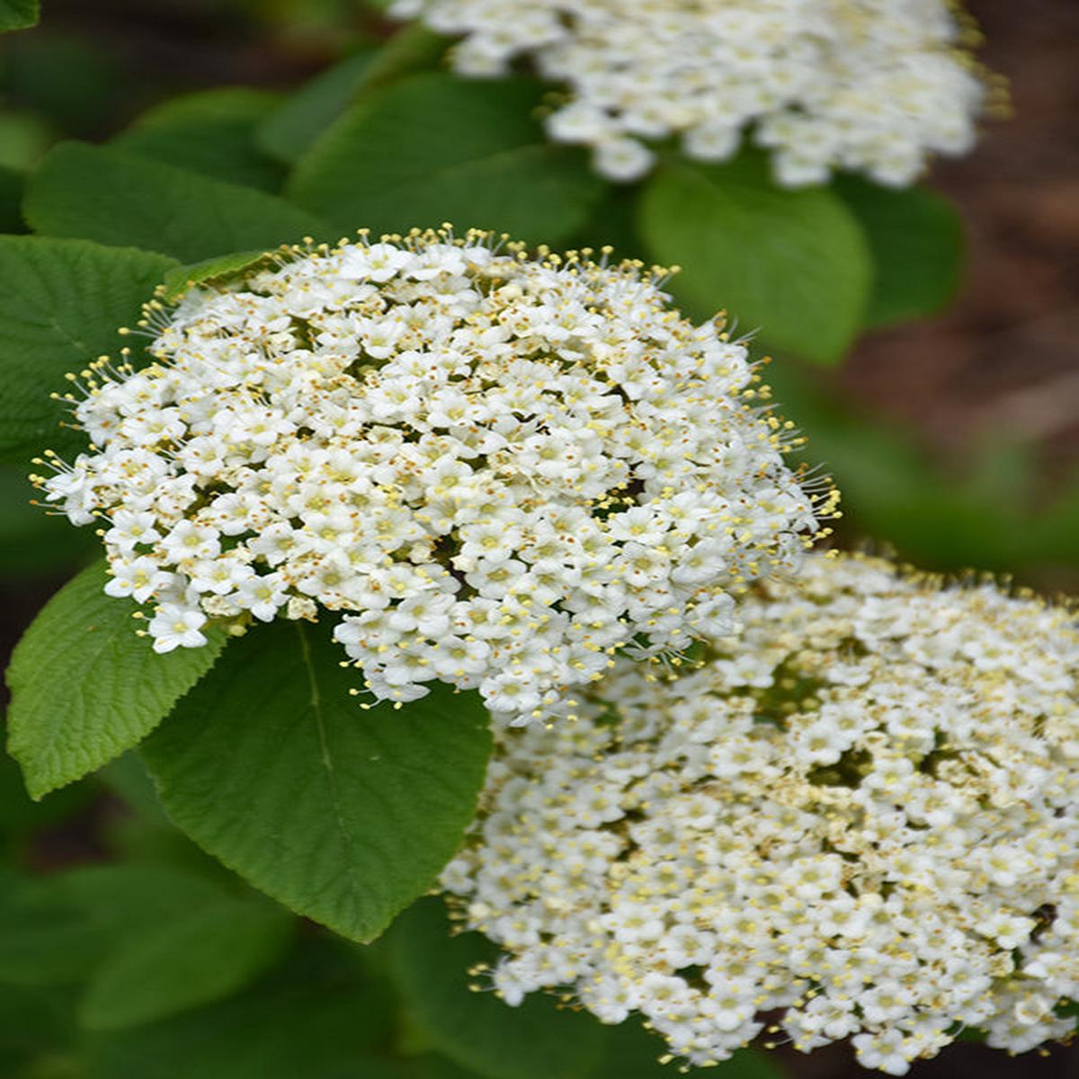 Green Manchurian Flower seeds for Planting - Cottage Garden Essential, Heirloom & GMO Free Seeds for Home Garden