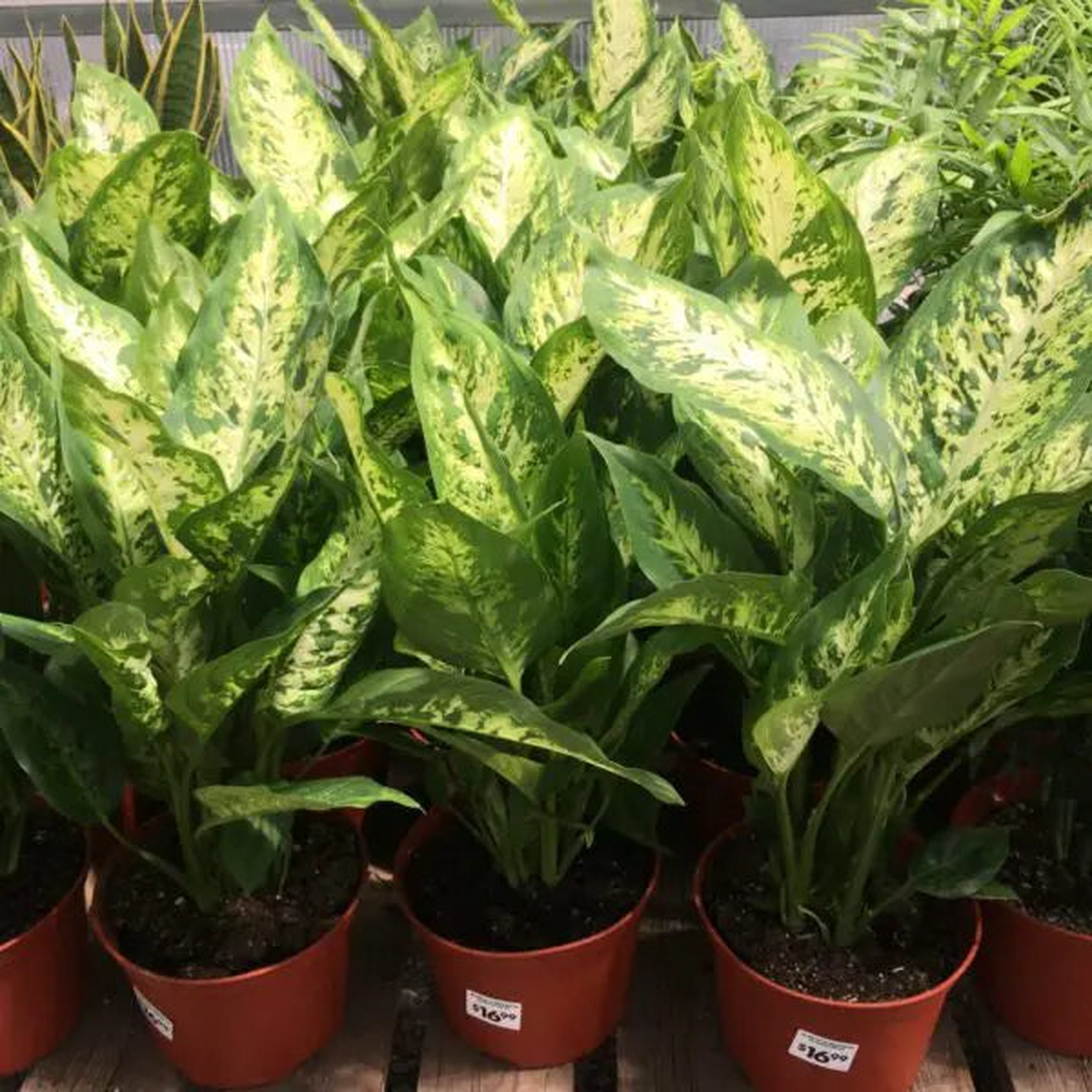 Green Sansevieria Plant Seeds for Planting Heirloom, Non-GMO Seeds for Hardy Indoor Growth