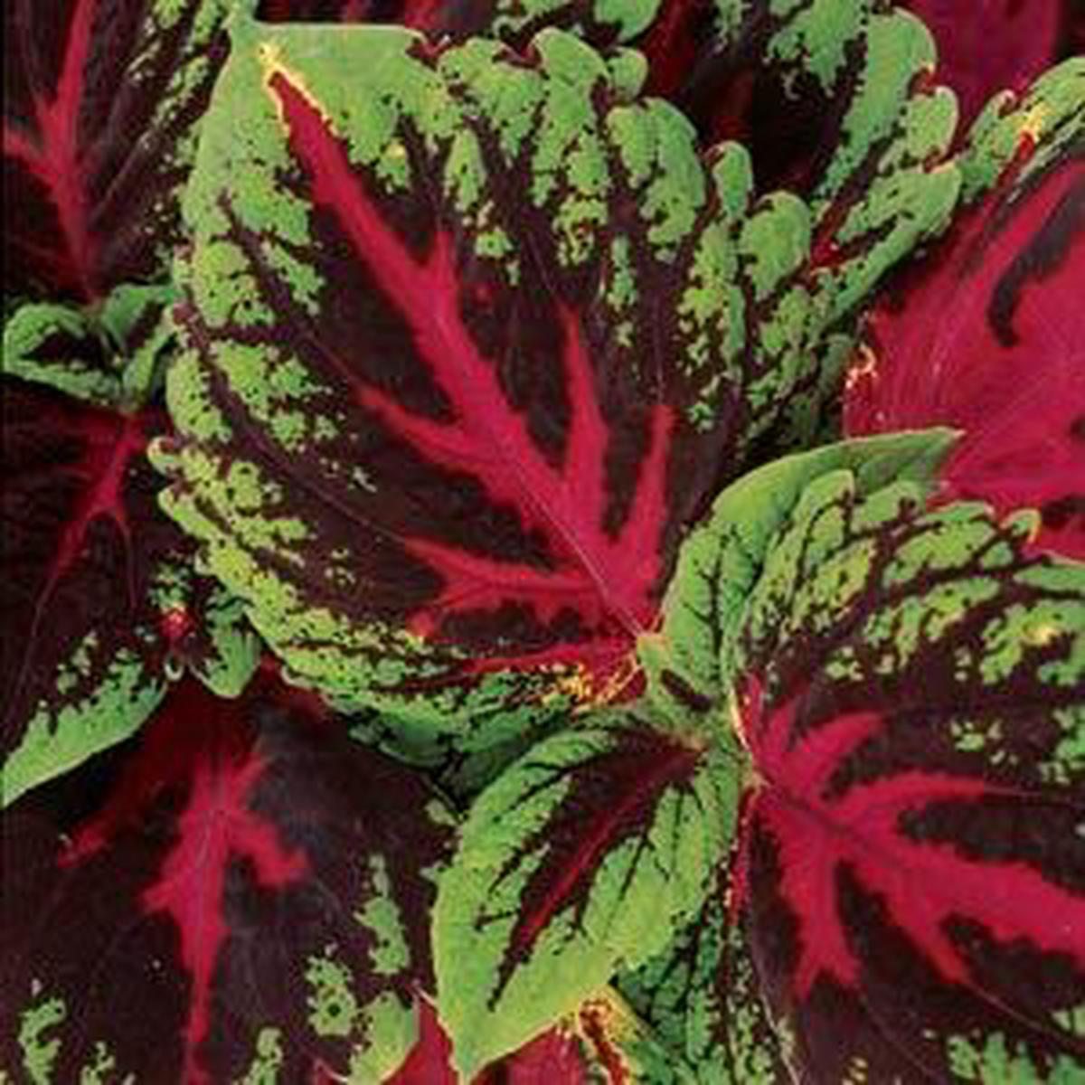 Heirloom Coleus kong Red Flower Seeds  Non-GMO garden Seeds for Planting
