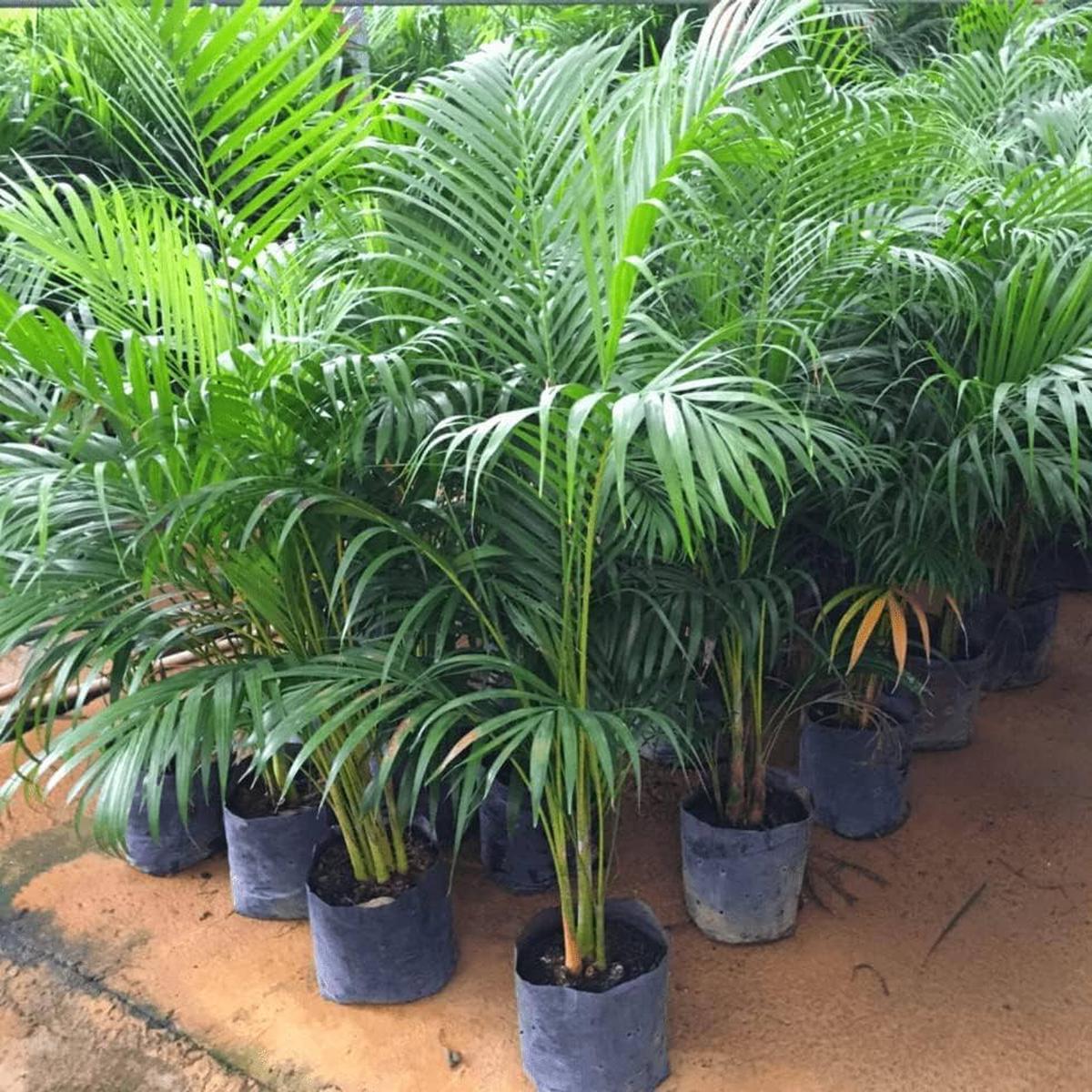 Heirloom Lady Palm (Rhapis excelsa) Seeds - Non-GMO, High Germination Organic Indoor Palm Garden Seeds for Planting