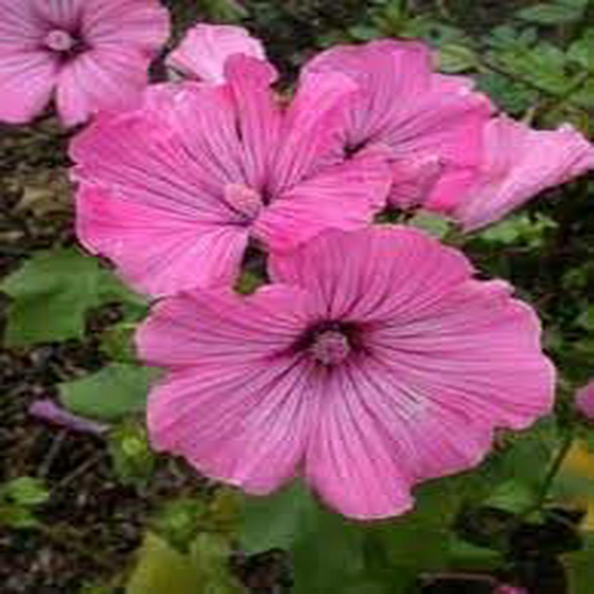 Heirloom Lavatera Flower seeds for Planting Pollinator Friendly Heirloom & GMO Free Seeds for Home Garden