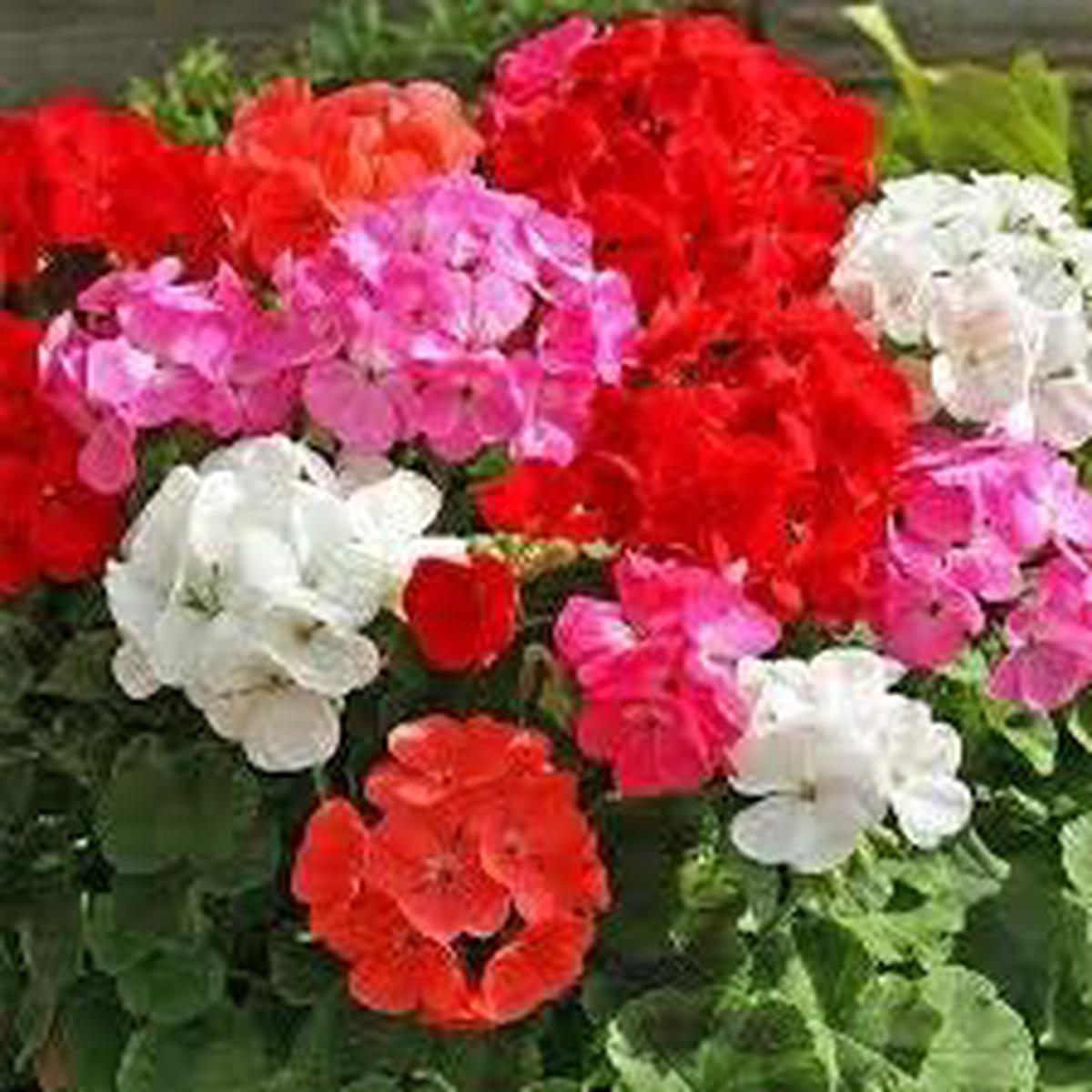 Heirloom Mix Pelargonium Peltatum Flower Seeds for Planting  Non-GMO Perennial Blooms