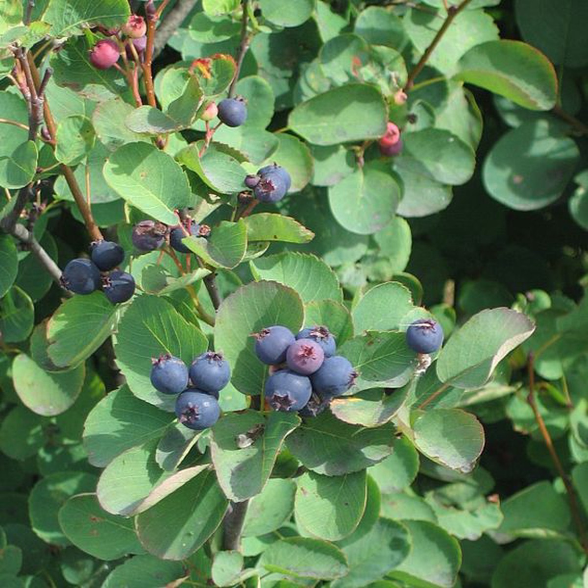 Heirloom Mountain Huckleberry Bush Seeds - Non-GMO, High Germination Organic Fruit Garden Seeds for Planting
