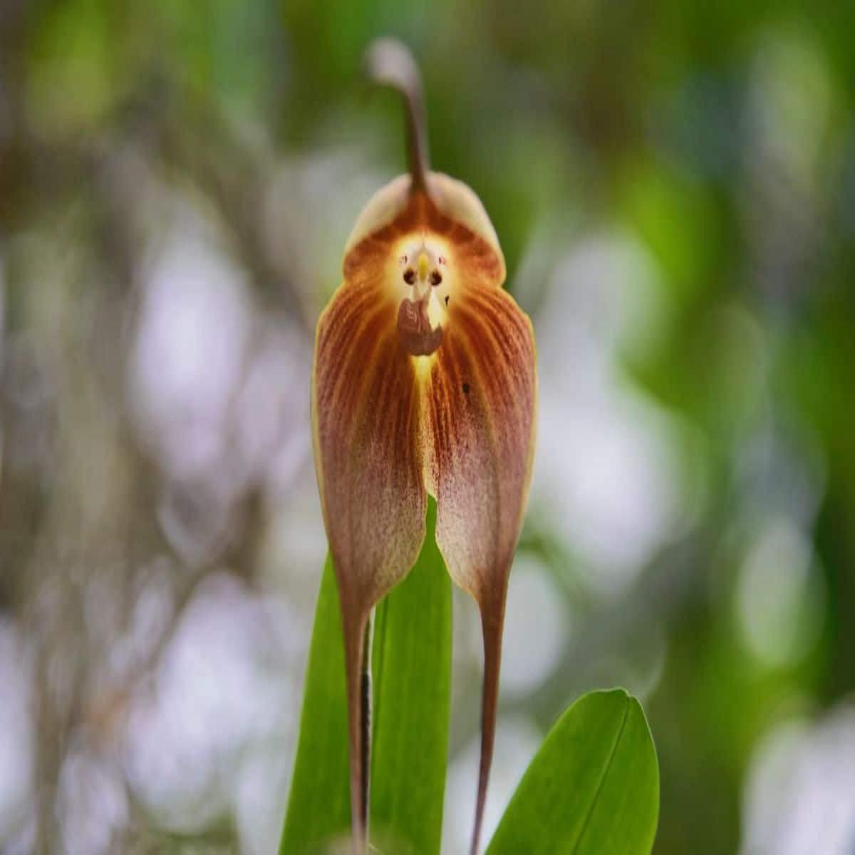 Heirloom Non-GMO Monkey Orchid Flower Seeds for Planting Rare Dracula Simia Exotic Blooms