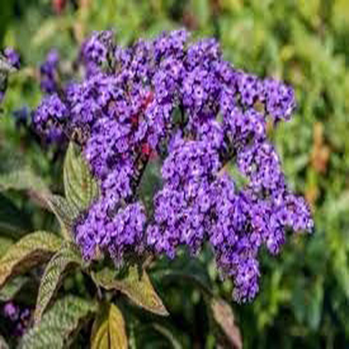 Heliotrope Flower Seeds for Planting - NON GMO Seeds