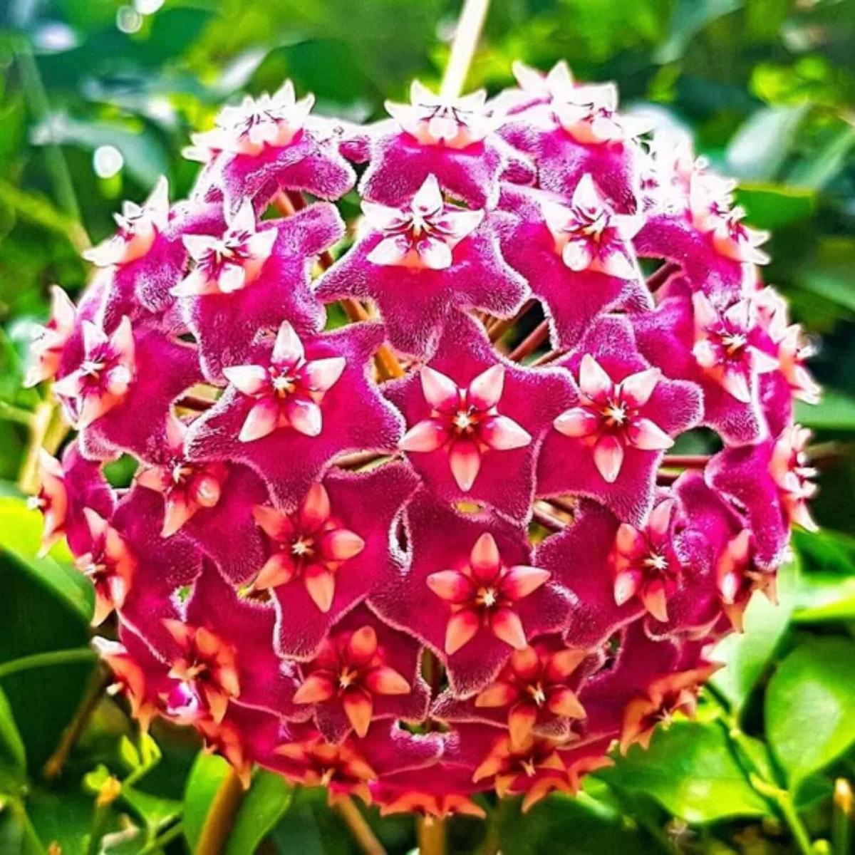 Hoya Flower Seeds for Planting  Heirloom Non-GMO, High Germination Organic Garden Seeds