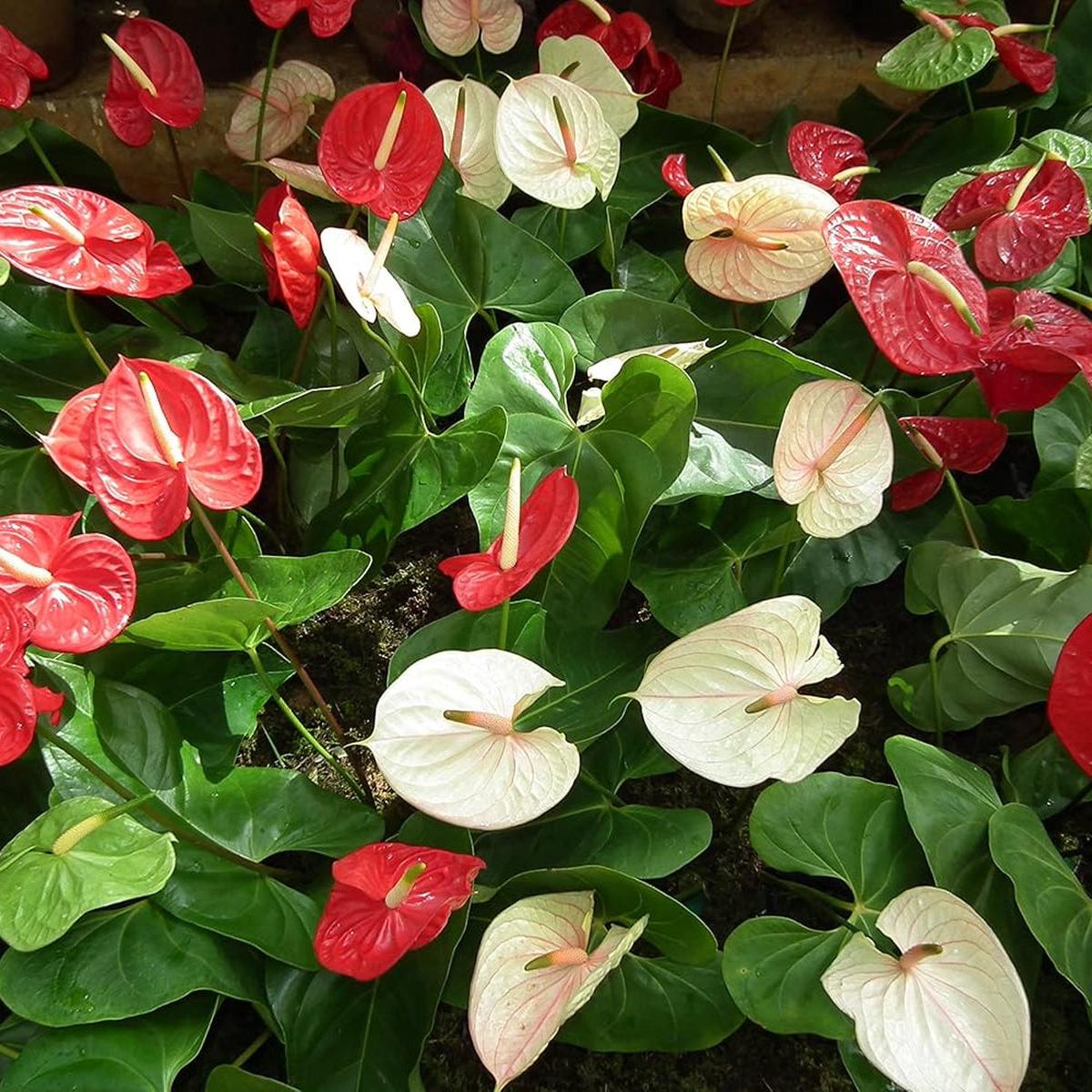 Huifang Anthurium Flower seeds for Planting Fragrant Blossoms Heirloom & GMO Free Seeds for Home Garden Sale