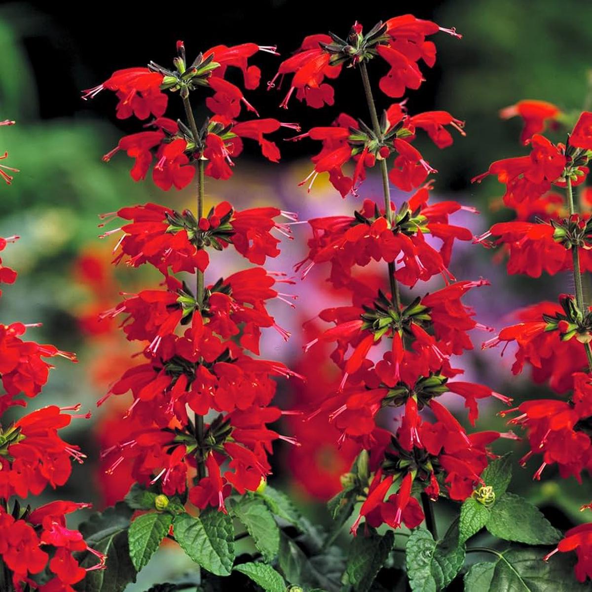 Lady in Red Salvia Seeds Hummingbird Magnet Perennial Flower