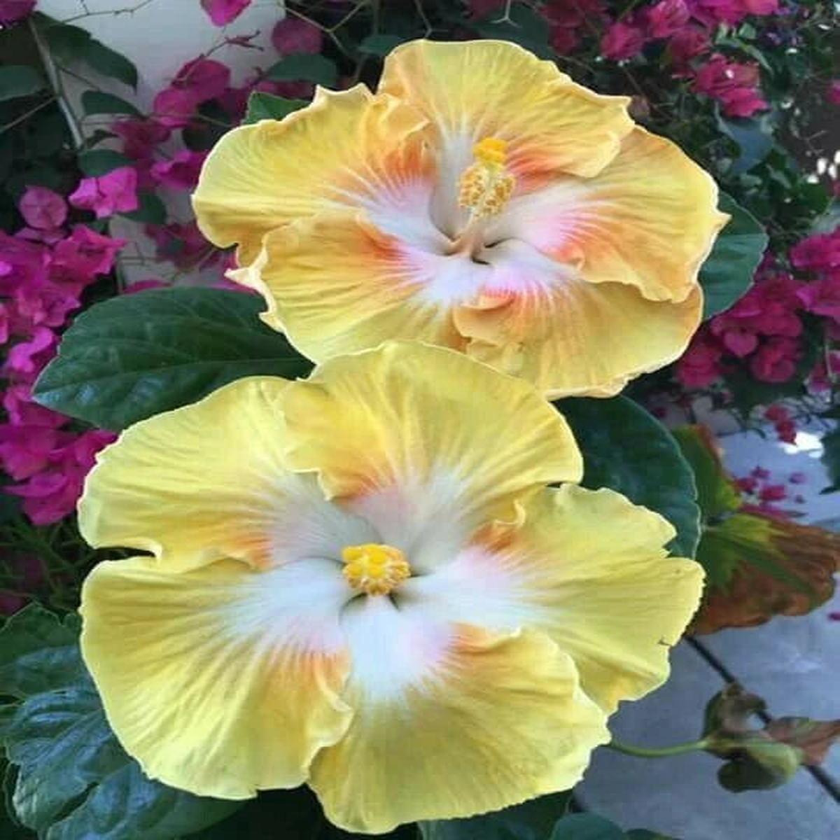 Light Yellow White Seeds Flowers Flower Seed Perennial Bloom  Heirloom, Non-GMO, High Germination Organic Garden Seeds