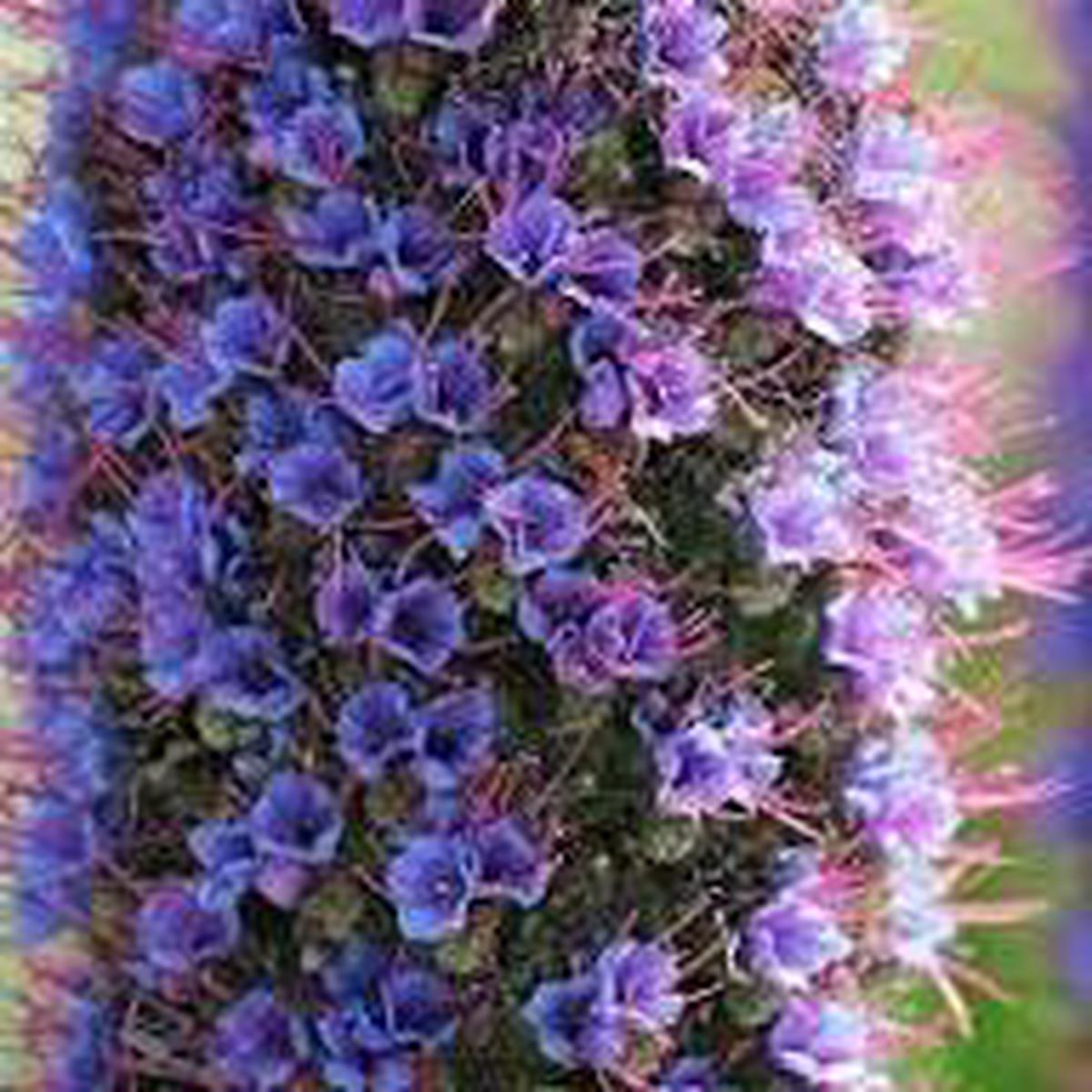 Madeira Flower Seeds for Planting | Heirloom Non-GMO High Germination