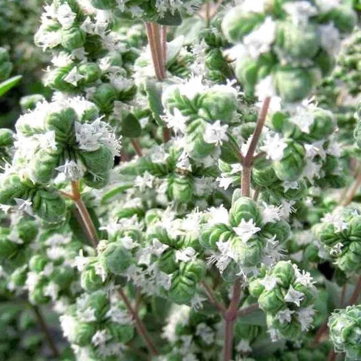 Medicinal And Edible Aromatic Plants Origanum Majorana Flower Heirloom, Non-GMO, High Germination Organic Garden Seeds
