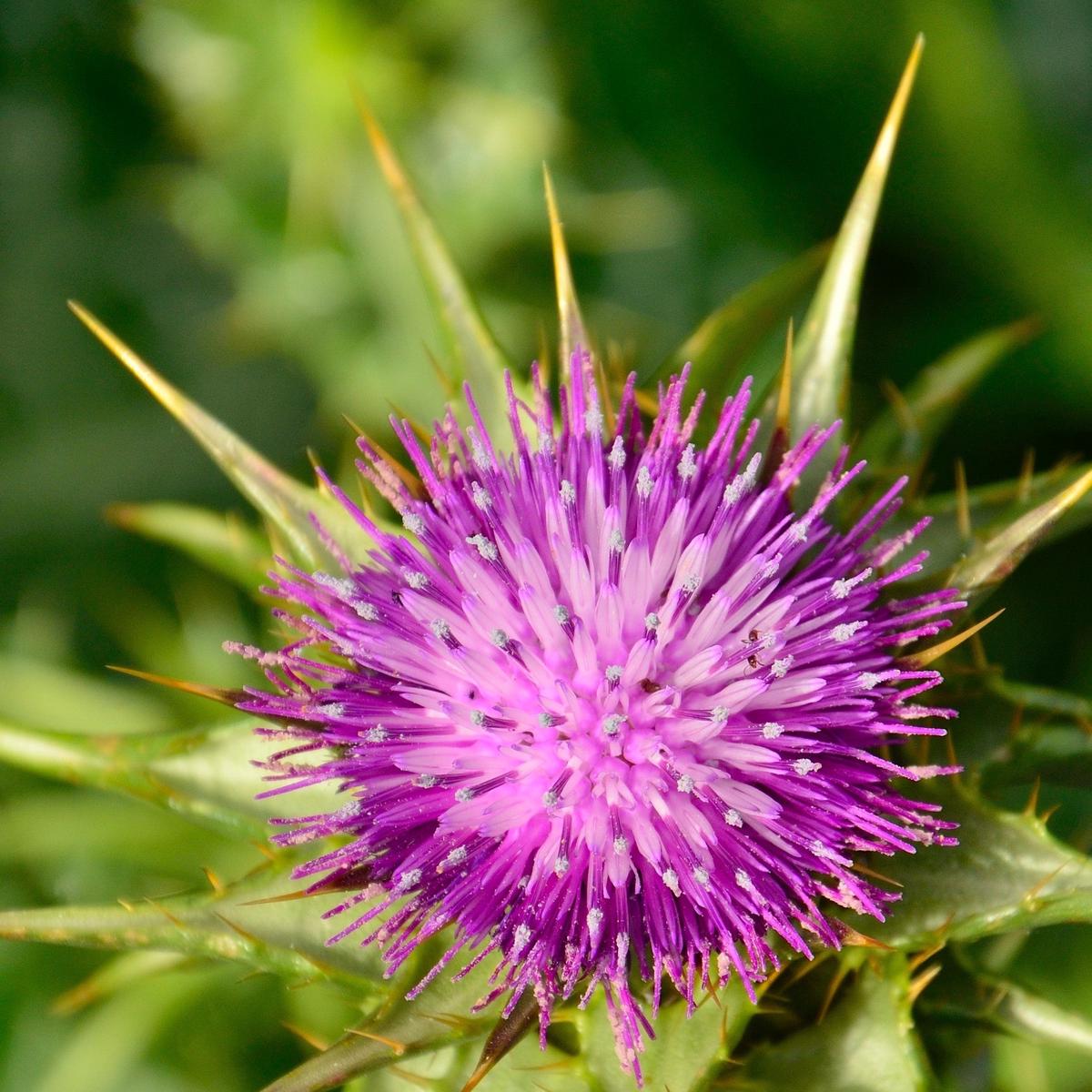 Milk Thistle Flower Seeds for Planting Heirloom, Non-GMO, Medicinal Herb