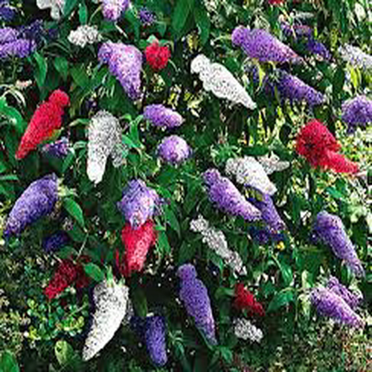 Mix Buddleia Butterfly Bush Flower Seeds for Planting Heirloom, Non-GMO, High Germination Garden Seeds