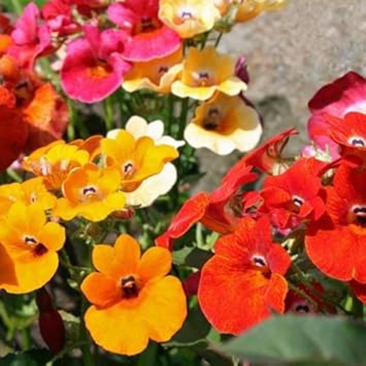 Mixed Carnival Flower Seeds for Planting  Heirloom Non-GMO High Germination Organic Garden Seeds