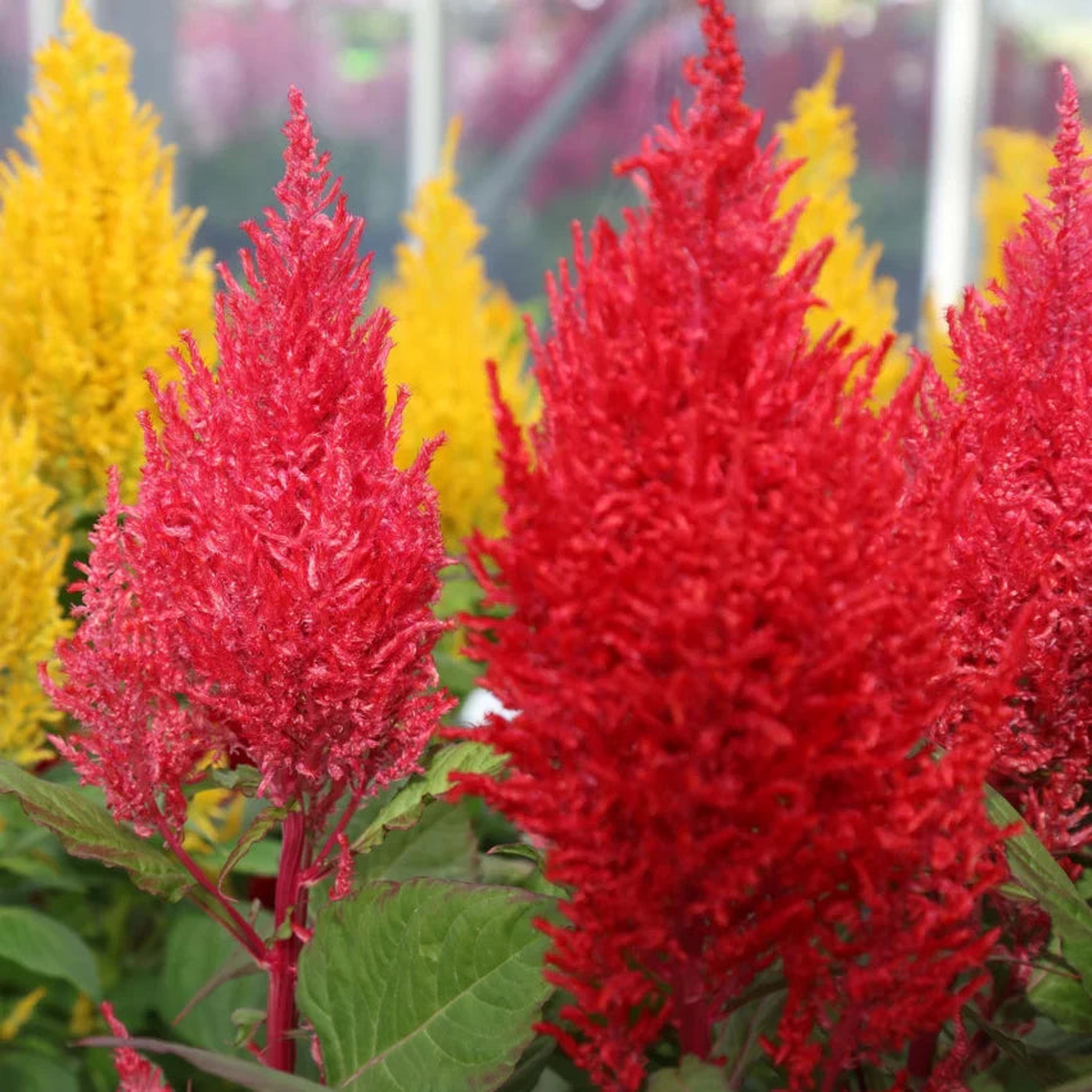 Mixed Celosia Argentea Flower Seeds for Planting | Heirloom Non-GMO High Germination Organic Garden Seeds