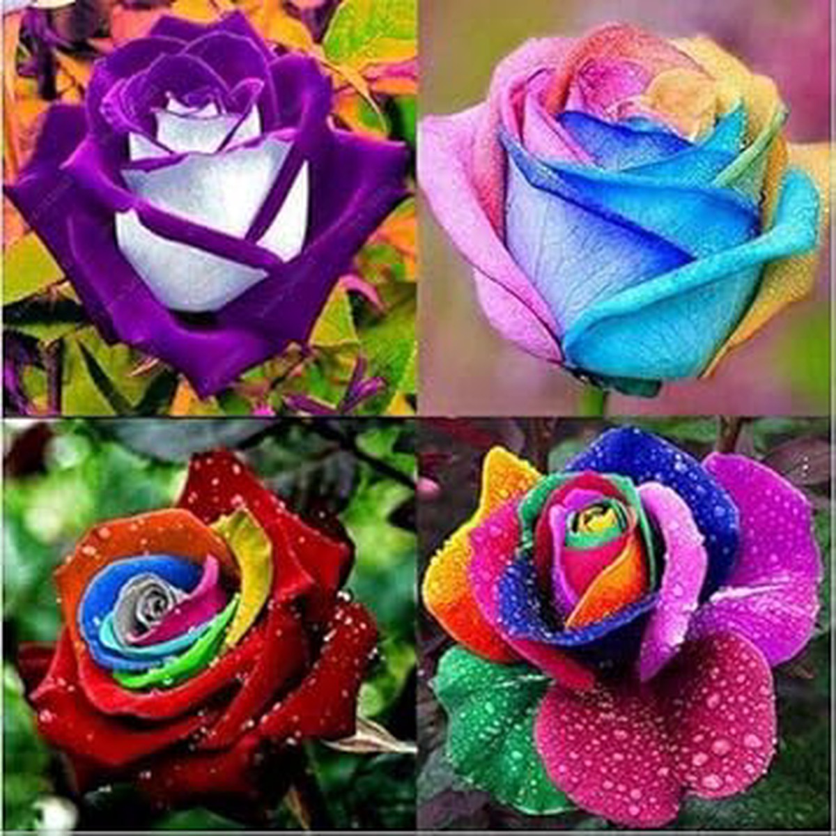 Mixed Rare Rose Heirloom Seeds for Planting Non-GMO High Germination Organic Garden Seeds