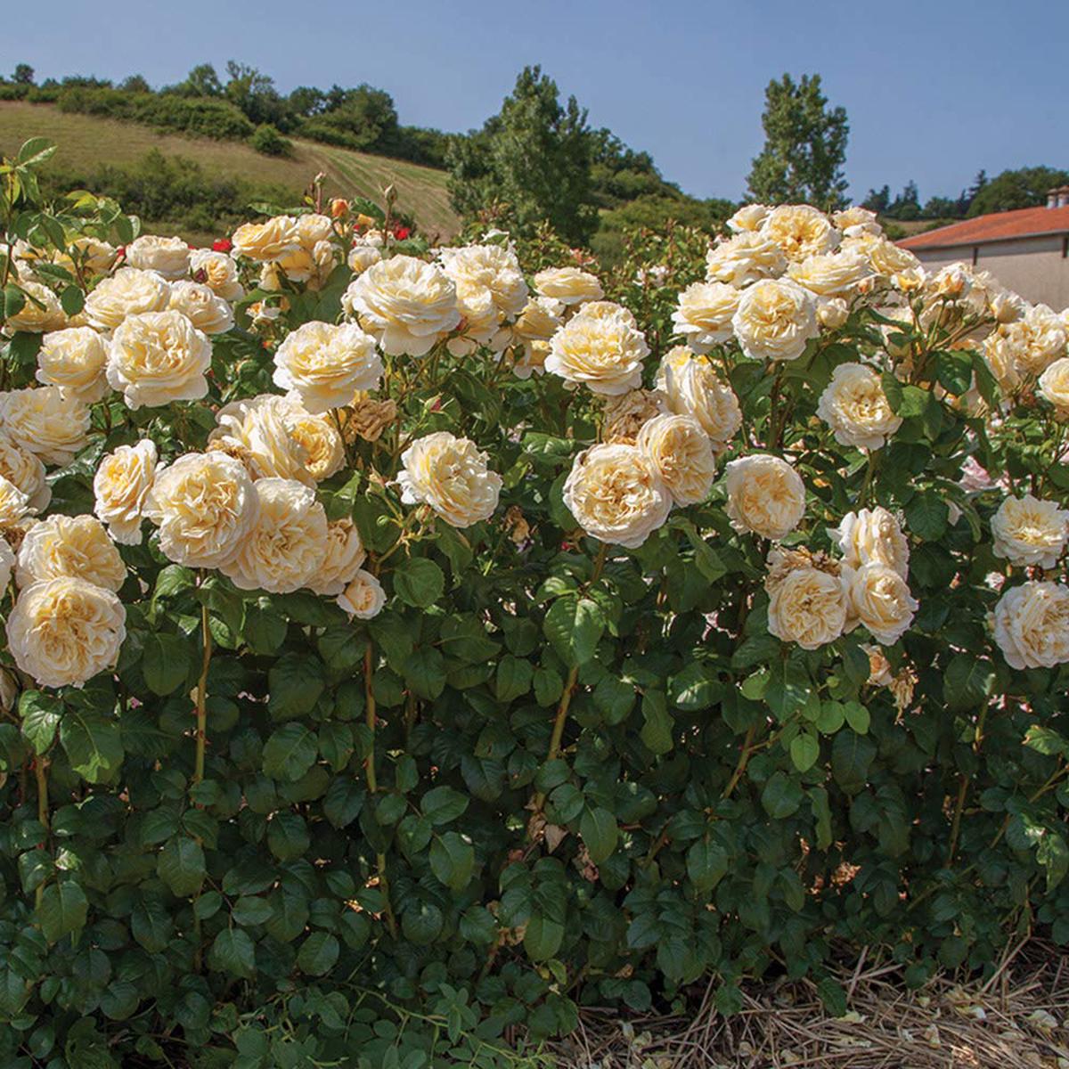 Moonlight Rose Flower seeds for Planting - Pollinator Friendly, Heirloom & GMO Free Seeds for Home Garden Sale