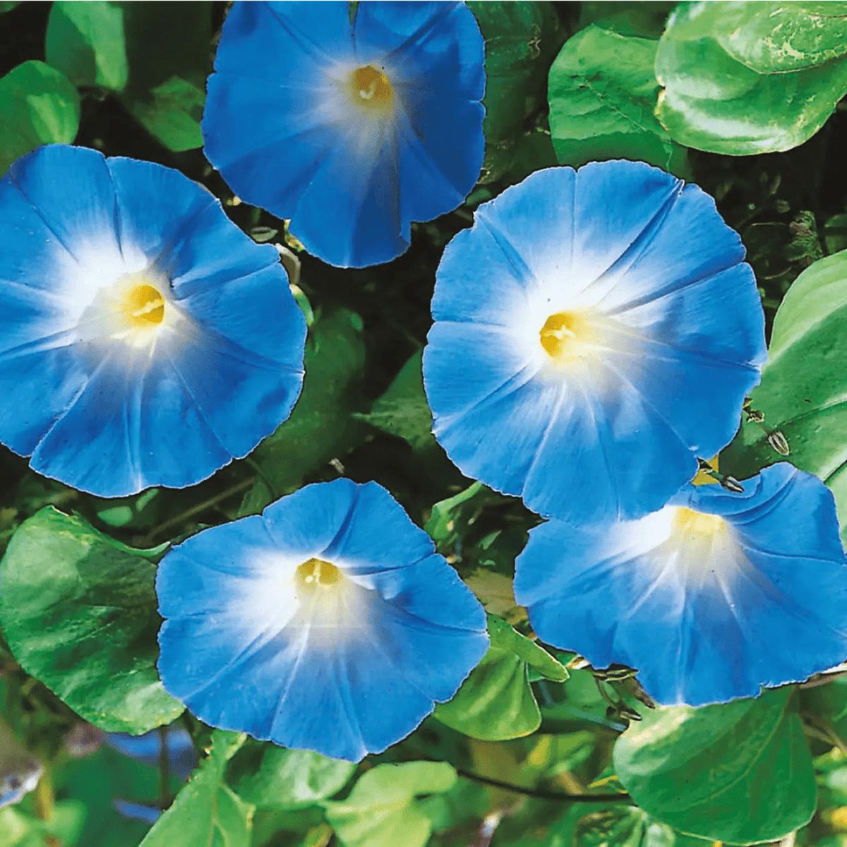 Morning Glory 'Heavenly Blue' Flower Seeds for Planting  Heirloom, Non-GMO, Easy to Grow, Annual