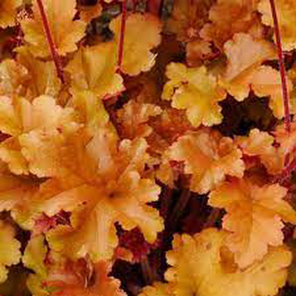 Orange Heuchera Seeds for Planting Heirloom, Non-GMO, High Germination Perennial Seeds