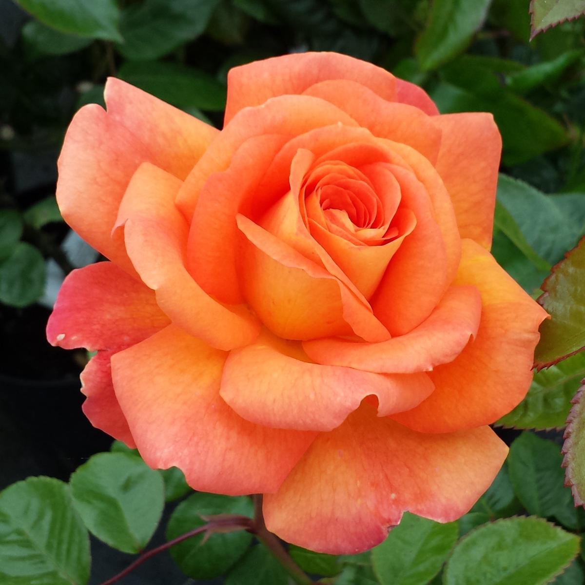 Orange Promise Rose Plant Seeds for Planting Heirloom, Non-GMO, High Germination Garden Seeds