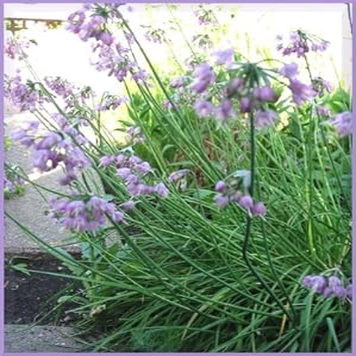Organic Heirloom Non-GMO Purple Cernuum Seeds for Planting  Vibrant Garden Blooms