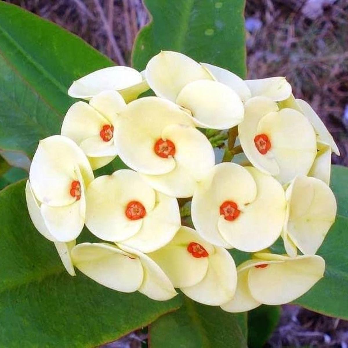 Organic Thorn Flower Seeds for Planting Heirloom, Non-GMO