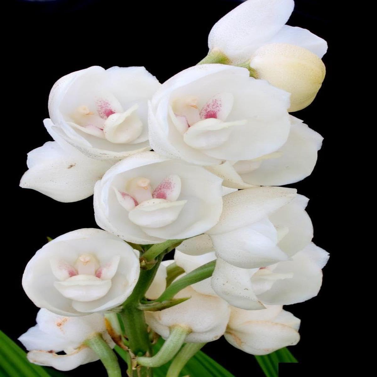 Peristeria Flower seeds for Planting - Low Maintenance, Heirloom & GMO Free Seeds for Home Garden