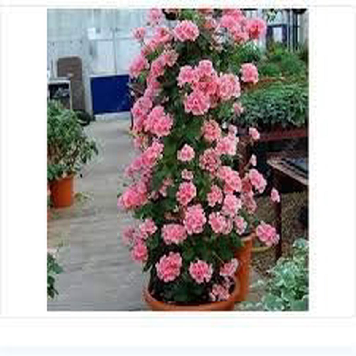 Pink Climbing Geranium Seeds for Planting Heirloom, Non-GMO, High Germination Organic Garden Seeds