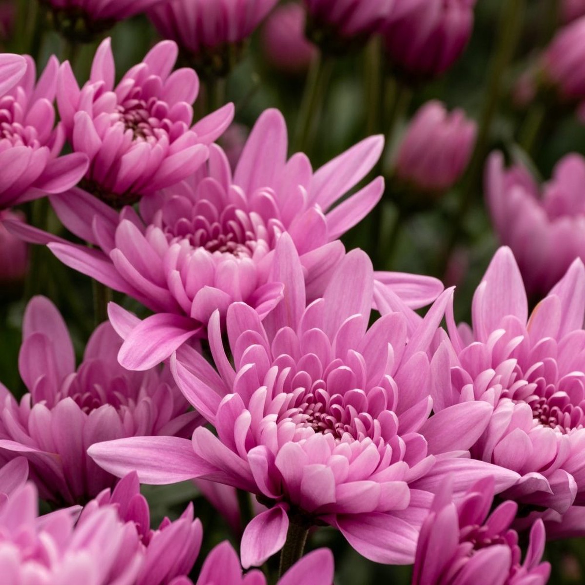 Pink Green Light Chrysanthemum Flower For Planting Non Gmo Flower Seeds for Home Garden Planting,