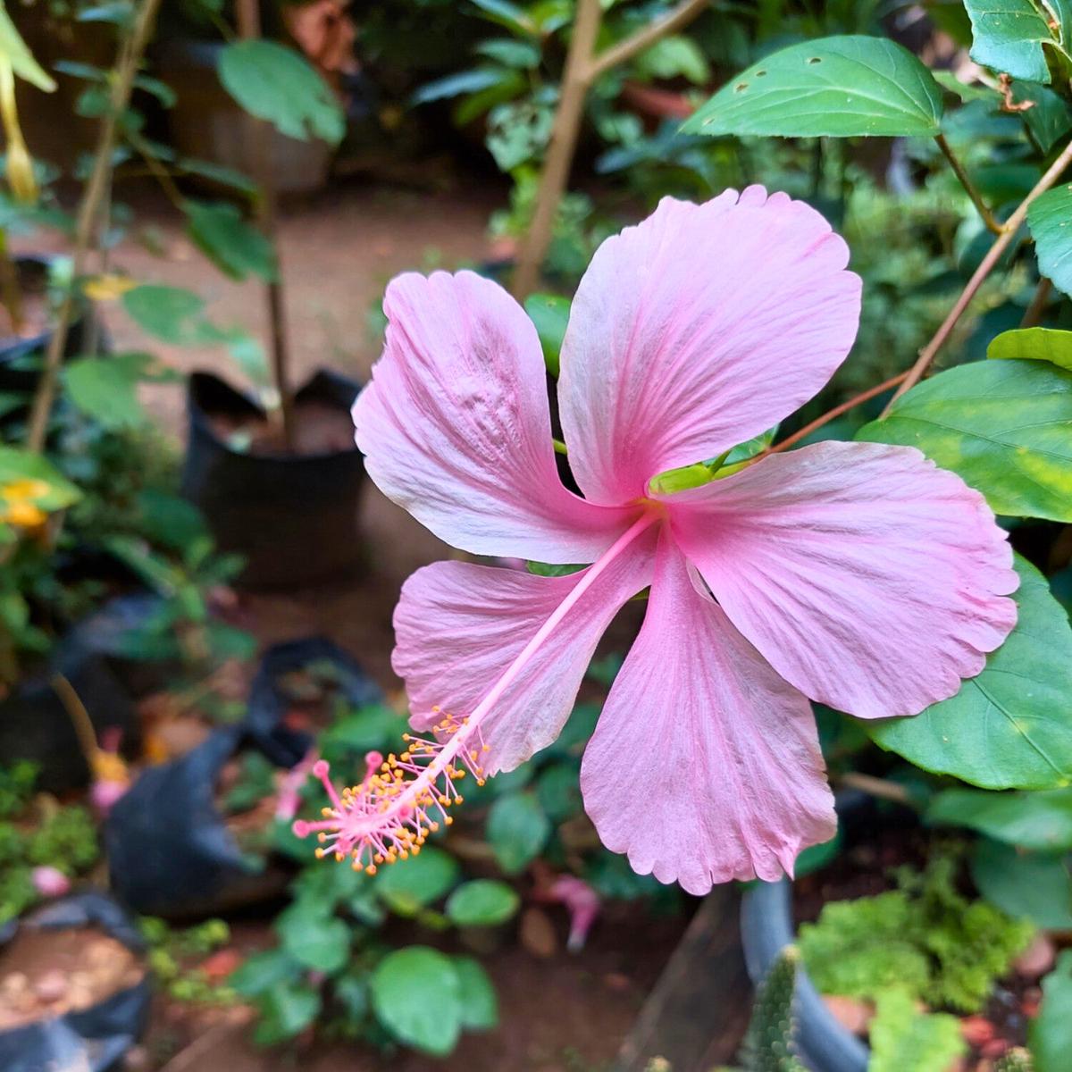 Pink Hibiscus Flower Seeds for Planting Heirloom Non-GMO, High Germination Organic Garden Seeds