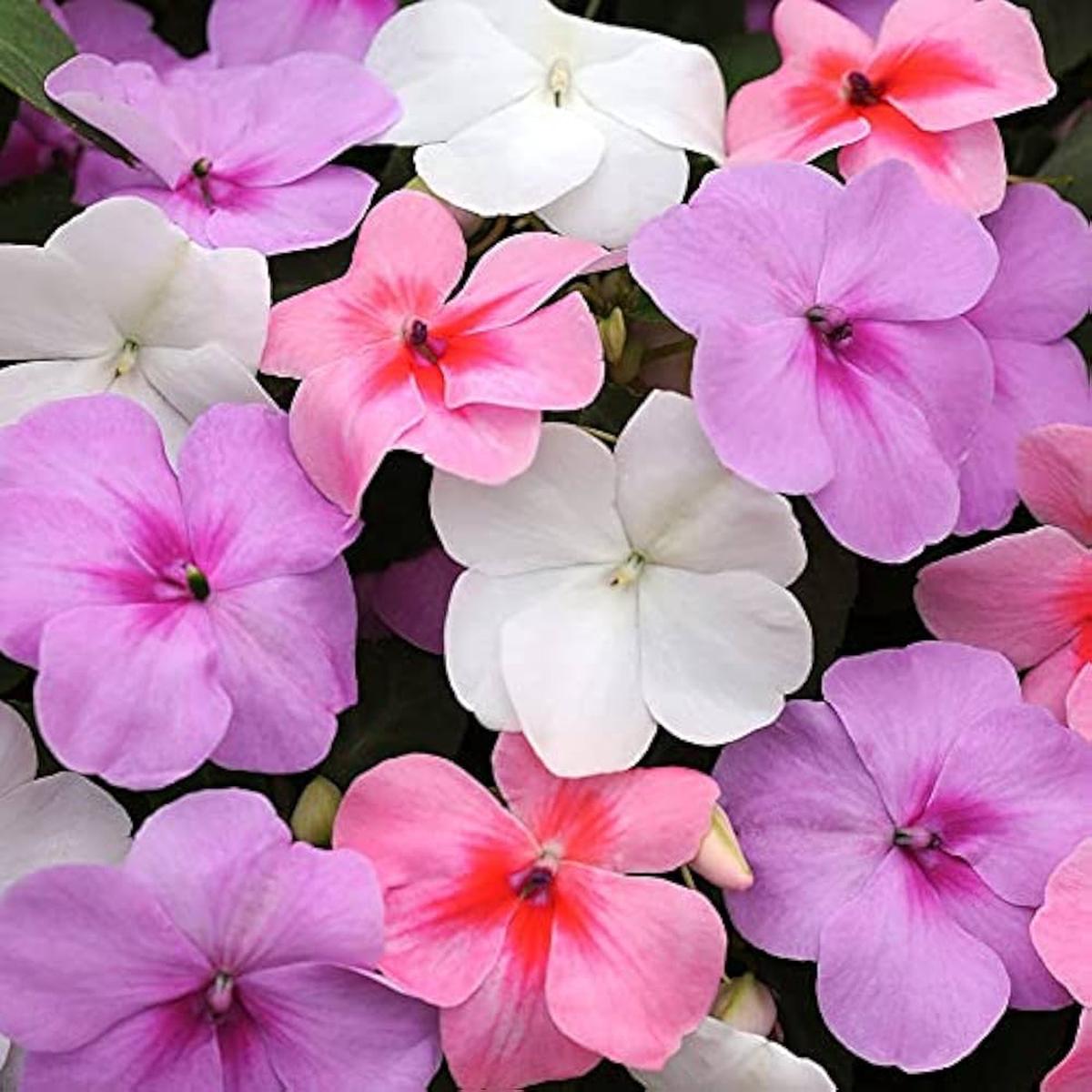 Pink Impatiens Seeds Impatiens walleriana for Planting in Shaded Garden and Flower Border