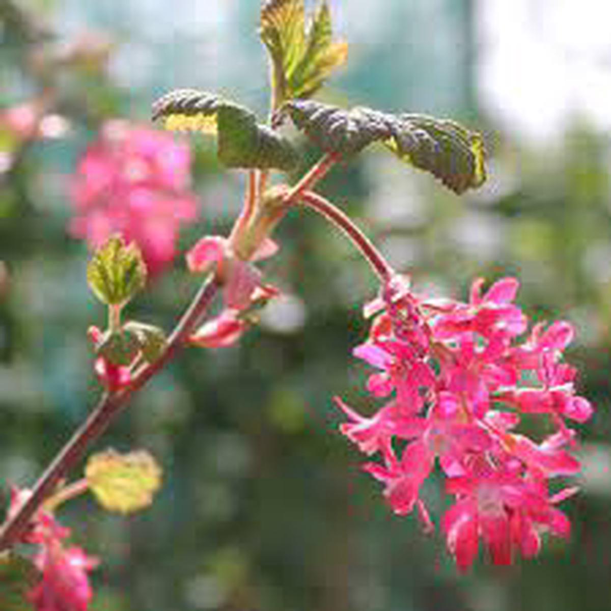 Pink Ribes Sanguineum Flower seeds for Planting - Perfect for Borders, Heirloom & GMO Free Seeds for Home Garden
