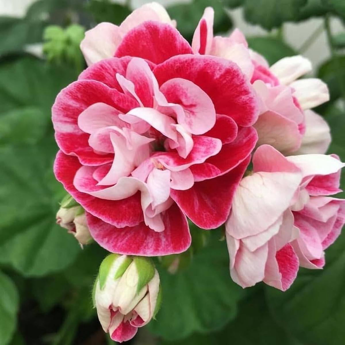Pink White Geranium Flower Seeds for Planting Heirloom, Non-GMO, Easy to Grow, Perennial