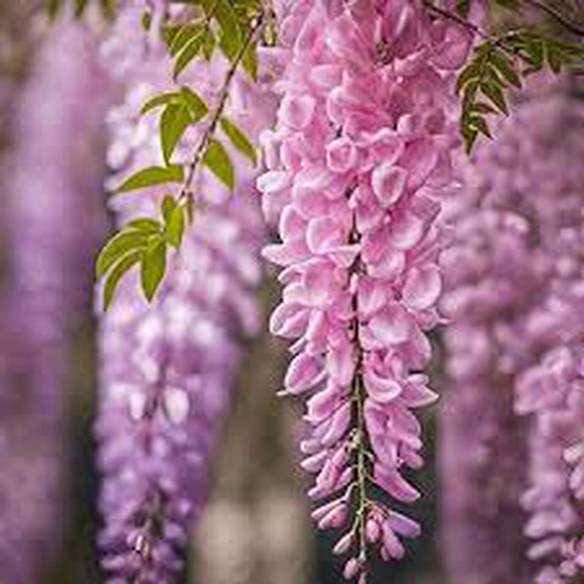 Pink Wisteria Flower Seeds for Planting - Bright Blooms, Heirloom, Non-GMO & High Germination Garden Seeds